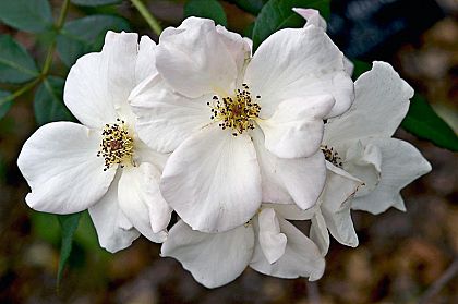 Бял чай и рози – срещу възпаленията и рака